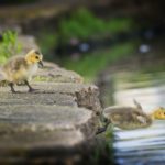 Kleine stappen grote doelen