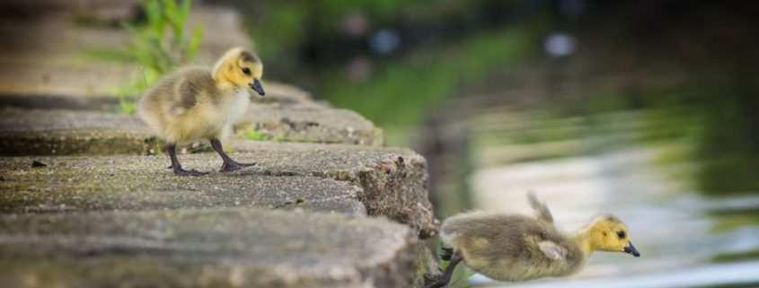Kleine stappen grote doelen